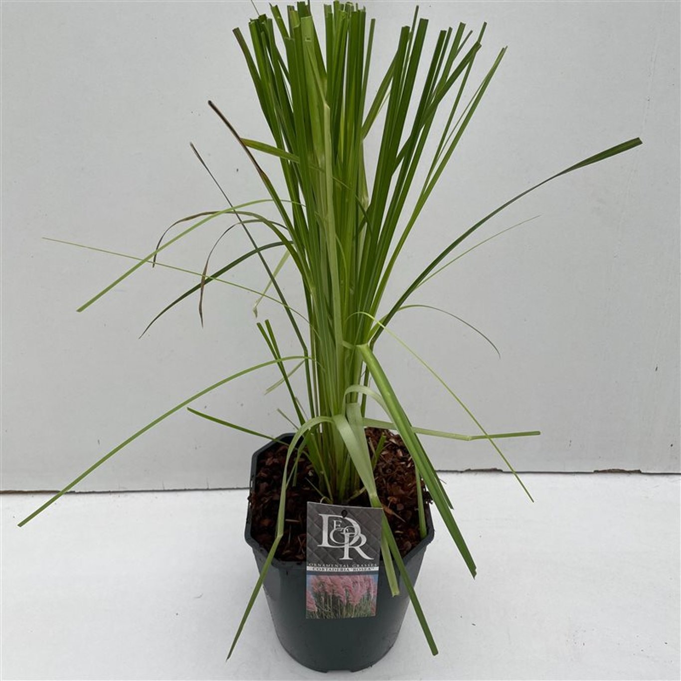 Cortaderia s. 'Rosea' - C5